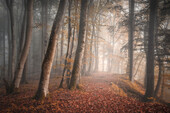 Rotbuchenwald im November, Bayern, Deutschland
