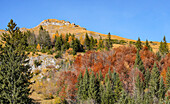 Farbenprächtiger Herbstwald oberhalb der Engalm, Eng, Hinterriß, Karwendel, Tirol, Österreich                   