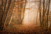 Foggy morning in beech forest in November, Bavaria, Germany