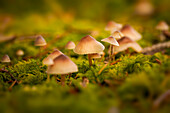 Small colony of mushrooms in the autumn forest