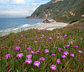 Ice Plant (Carpobrotus Edulis) blüht entlang der Küste, Russian River, Kalifornien