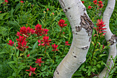 Pinsel (Castilleja sp) Blumen und Zitterpappel (Populus tremuloides), Grand-Teton-Nationalpark, Wyoming