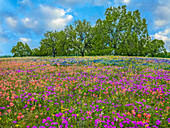 Pinsel (Castilleja sp), Spitzphlox (Phlox cuspidata) und Lupine (Lupinus sp) Blumen, Poteet, Texas