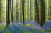 Englische Glockenblume (Hyacinthoides nonscripta) blüht im Unterholz des Waldes, Halle, Flandern, Belgien