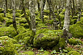 Offener Wald mit moosbedeckten Felsen und Repand Cyclamen (Cyclamen repandum) blühend, auf Basaltplateau, Giara di Gesturi, Sardinien, Italien, April