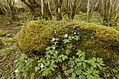Buschwindröschen (Anemone nemorosa) und Veilchen, blühend, wachsen in gemeinsamen Hazel (Corylus avellana) alten Niederwäldern auf Kalksteinpflaster, Burren National Park, The Burren, County Clare, Irland, Mai