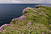 Sparsamkeit (Armeria maritima) blühende Masse, wächst auf einer Klippe, Cliffs of Moher, The Burren, County Clare, Irland, Mai