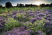 Besenheide (Calluna vulgaris) blüht, wächst auf Tieflandheidelebensraum bei Sonnenaufgang, Hothfield Heathlands, Hothfield, Kent, England, August