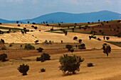 Trees in a hilly landscape, Turkey