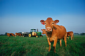 Kuhherde auf einer Farm, Mississippi, USA