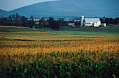 Bauernhaus und Silo in einem Feld, Lancaster, Lancaster County, Pennsylvania, USA