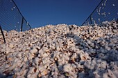 Harvested cotton inside a trailer, Texas, USA