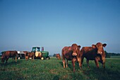 Cows grazing in meadow with tractor in the background, Texas, USA