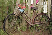 Rostiges altes Fahrrad mit Blumen im Korb, der sich an einen Holzzaun lehnt