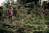 Indigener Mann, der im Wald von Irian Jaya, Neuguinea, Indonesien steht