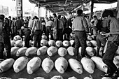 Japan, Tokio, Menschenmenge, die Fischreihen zum Verkauf auf dem Tsukiji-Fischmarkt durchstöbert
