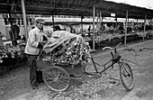 China, Datong, Man standing next to covered bicycle cart filled with garlic