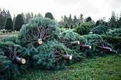 Piles of harvested Christmas trees in Oregon.