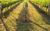 Close up of golden afternoon light shining through grapevines in vineyard