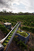 Machines harvesting grapes and conveyer belt transporting them into waiting bins