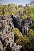 scharfkantige  Karstlandschaft, Nationalpark Tsingy de Bemaraha, Madagaskar, Provinz Mahajanga, Afrika, UNESCO Weltnaturerbe