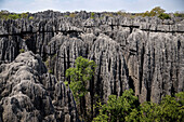 Karstlandschaft im Nationalpark Tsingy de Bemaraha, Madagaskar, Provinz Mahajanga, Afrika, UNESCO Weltnaturerbe