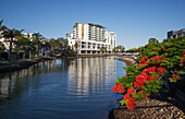 Flowering Flame Trees and Palm Trees lining the bank of Cornmeal Creek in Maroochydore on the Sunshine Coast, Queensland, Australia