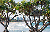 Blick zwischen zwei Pananus-Palmen über die Wellen am Strand von Maroochydore und der Küste