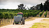 Tractor transporting large bins of grapes in vineyard