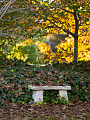 Sitzplatz zwischen Efeu und Eichen im Herbst