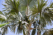 Latania loddigesii, Palm