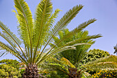 Queen sago, sago palm fern, Cycas circinalis