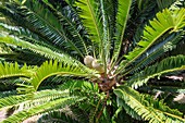 Rain Queen, Modjadji Palm, Encefalartos, Encephalartos transvenosus