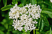 Schwarzer Holunder, Sambucus nigra, weiße Blüte,  Holunderstrauch, Blüte, Nahaufnahme