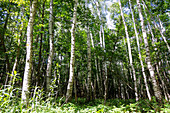 Zengermoos nature reserve, birch forest