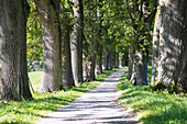 Avenue, oaks, oak avenue, Egglburger See Rundweg, Ebersberg