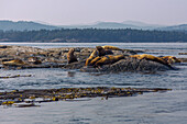 Race Rocks Island bei Victoria mit Stellerschen Seelöwen, Juan de Fuca Strait, British Columbia, Kanada