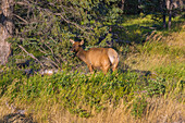 Jasper National Park, Wapitikuh, Cervus canadensis, Alberta, Kanada