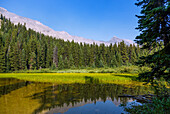 Jasper National Park, Columbia Icefield; Wilcox Pass Trail, wet meadow