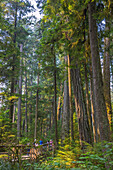 Vancouver Island; MacMillan Provincial Park, Cathredal Grove Trail, British Columbia, Kanada