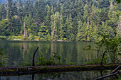 Vancouver Island; MacMillan Provincial Park, Cameron Lake, Old Growth Trail, British Columbia, Kanada