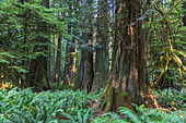 Vancouver Island; MacMillan Provincial Park, Old Growth Trail, Western Red Cedars