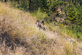 Bighorn Sheep, Ovis canadensis, Okanagan Lake