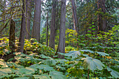 Mount Revelstoke National Park, Giant Cedars Boardwalk Trail, British Columbia, Kanada