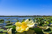 Point Pelee National Park, canoeists, lotus flowers