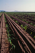 Reihen von neu gepflanzten Zuckerrohrpflanzen in fruchtbarem Boden