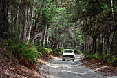 4WD on sandy track driving through native bushland - Fraser Island