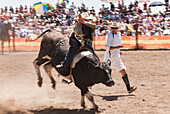 Beim Rodeo auf dem bockenden Stier reiten