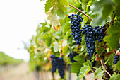 Lila Trauben hängen von Weinreben im Weinberg