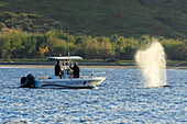 Whale researchers, Humpback Whale(Megaptera novaeangliae) blow, Maui, Hawaii